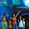 Maui Ocean Center admission